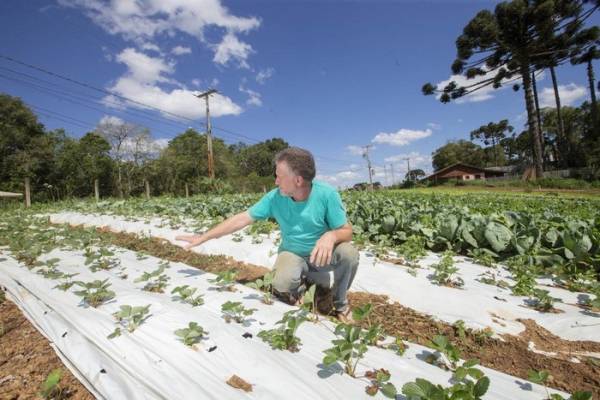 SÃO JOSÉ DOS PINHAIS (BRASIL), 25/10/2024; O produtor de orgânicos Luiz Claudio Ravaglio da Rocha que é certificado pelo TECPAR, Paraná, Brasil. Foto: Hedeson Alves/TECPAR